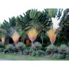 Price: €2.25 - Sementes de árvore-do-viajante - 