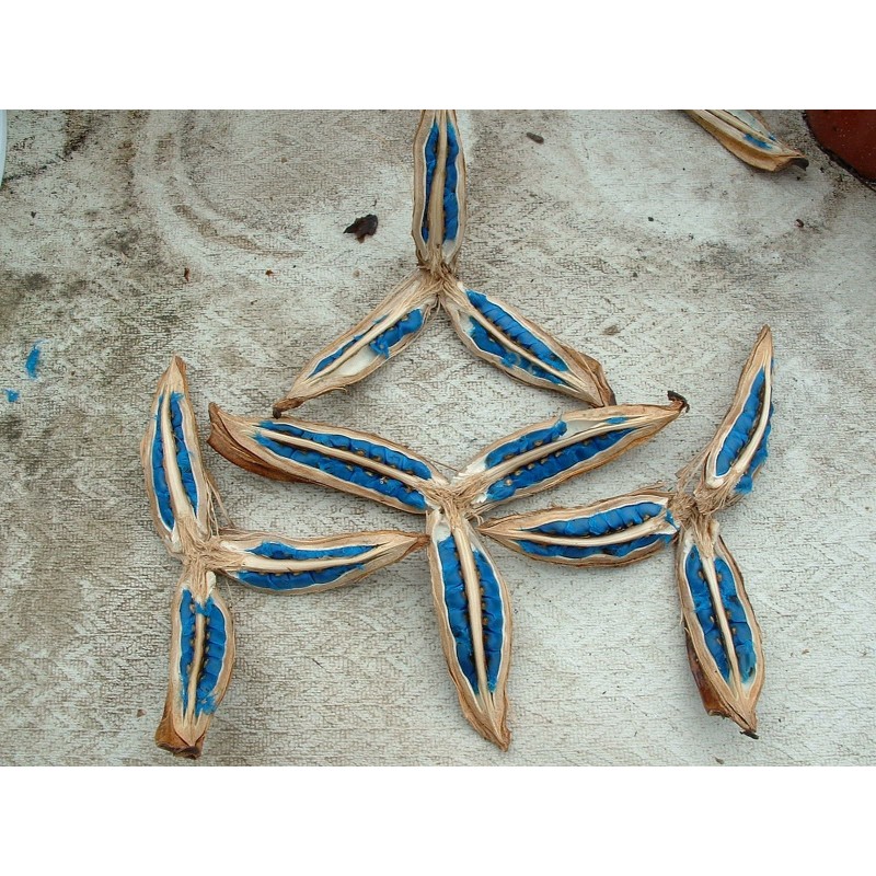 Price: €2.25 - Sementes de árvore-do-viajante - 