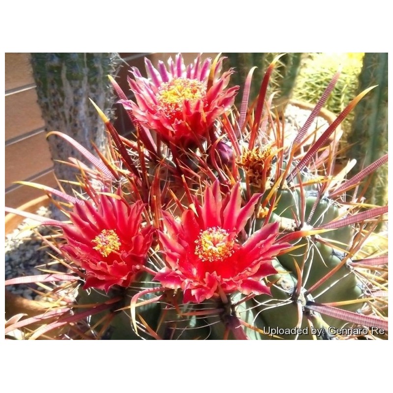 Price: €2 - Ferocactus Peninsulae Seeds - 
