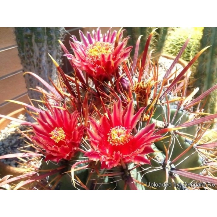 Ferocactus Peninsulae Seeds - 1.8