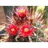 Price: €2 - Ferocactus Peninsulae Seeds - 