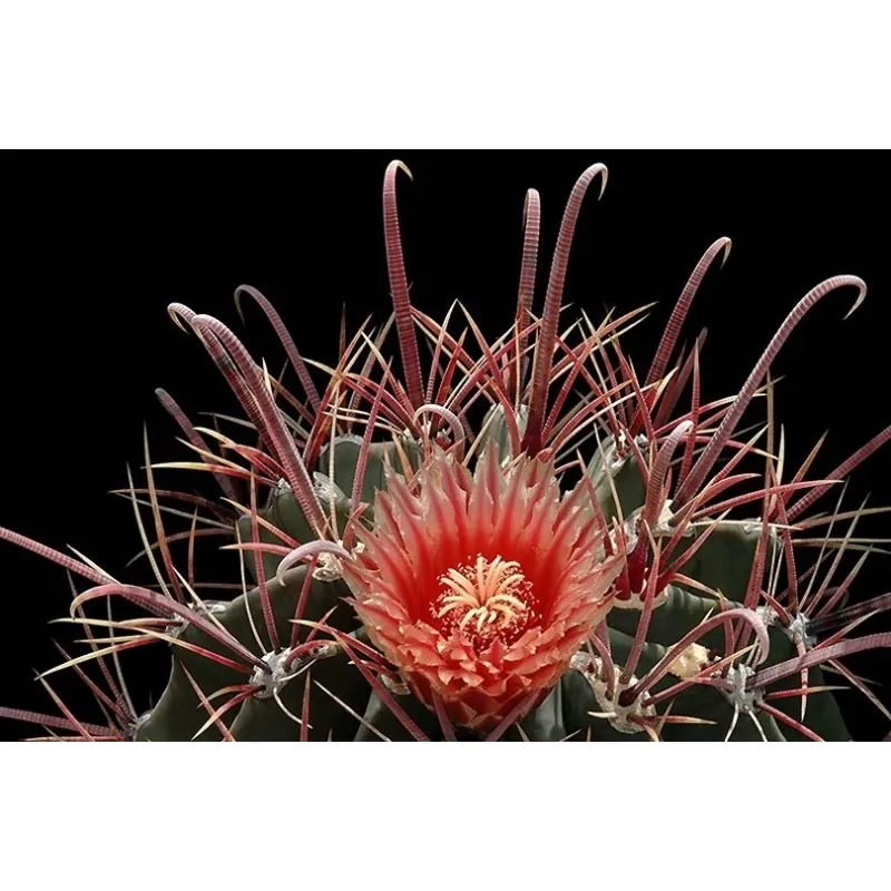 Ferocactus Peninsulae Seeds