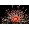 Σπόροι Ferocactus Peninsulae
