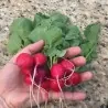 Sementes de rabanete Saxa Treib