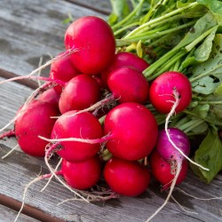 Price: €1.25 - Σπόροι από ραπανάκι Saxa Treib - 