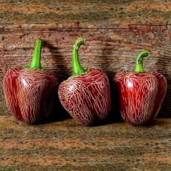 Price: €2.45 - Graines de piment Dieghito Jalapeno - 