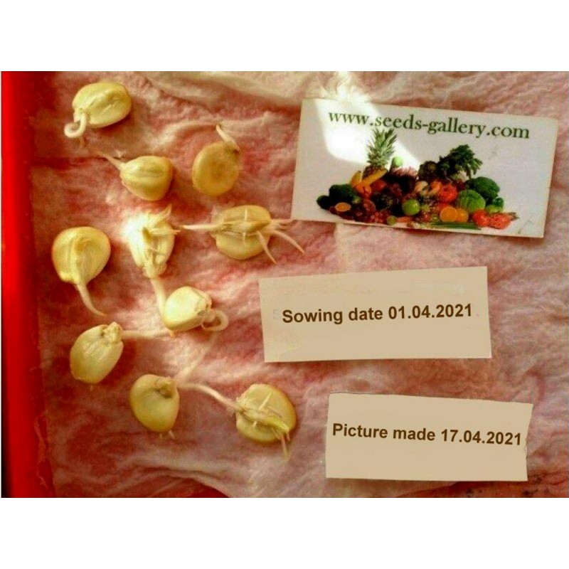 Världens största jättemajsfrön Cuzco - Cusco