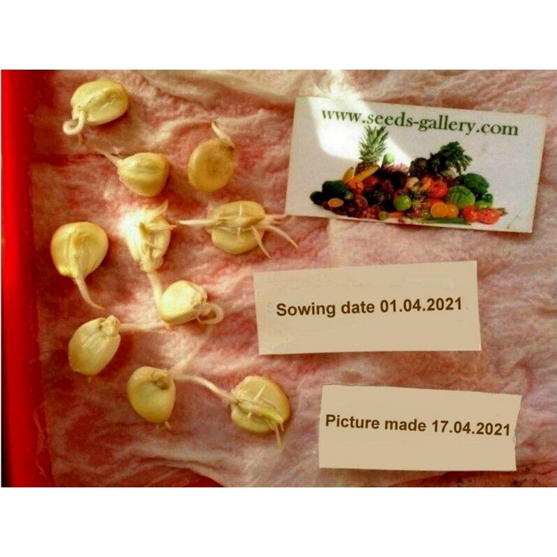Price: €2.25 - Seme dzinovskog kukuruza Cuzco - Cusco - 