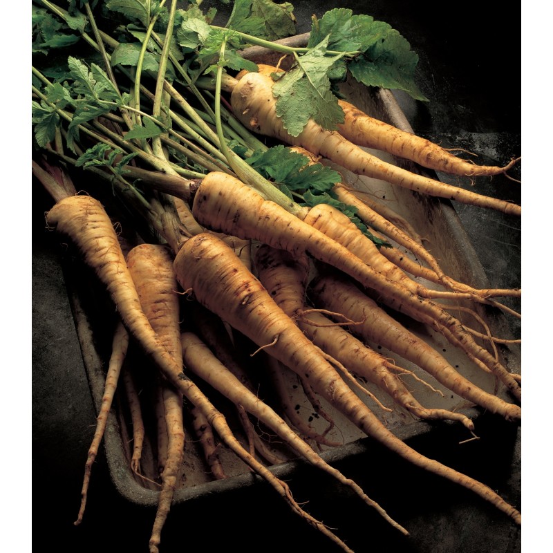 Price: €1.95 - Graines Panais Longues blanc lisse BIO - 