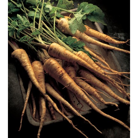 Price: €1.95 - Sementes de Cherovia - Chirívia Longo Branco -