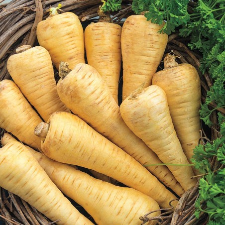 Price: €1.95 - Semillas de Chirivía Largo blanco liso orgánicas -