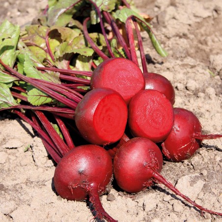 100 Graines de Betterave Rouge ‘Plate d’Egypte' | 1,15 €
