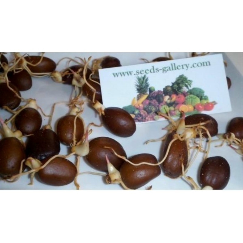 Price: €7 - Semillas de Fruta serpiente (Salacca zalacca) - 