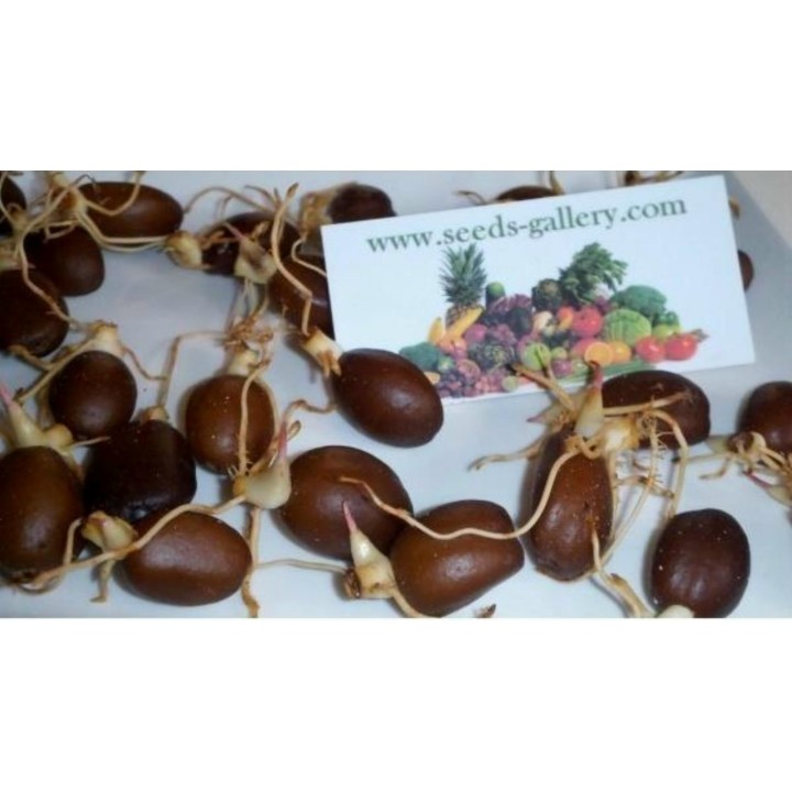 Exotic Snake Fruit Salak Seeds (Salacca edulis) - 7