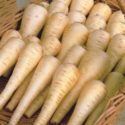 Pannonian smooth parsnip seeds