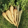Price: €1.55 - Pannonische gladde pastinaakzaden - Unbranded