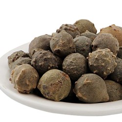 Semena dubu Aleppo (Quercus infectoria) - 8.955