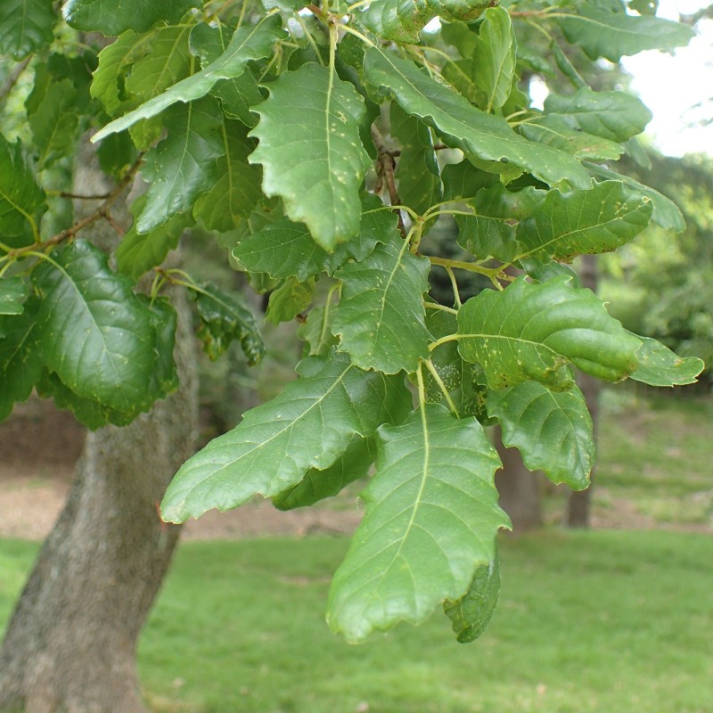 Price: €9.95 - Semena dubu Aleppo (Quercus infectoria) - 