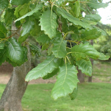 Price: €9.95 - Σπόροι Δρυς η βαφική (Quercus infectoria) -