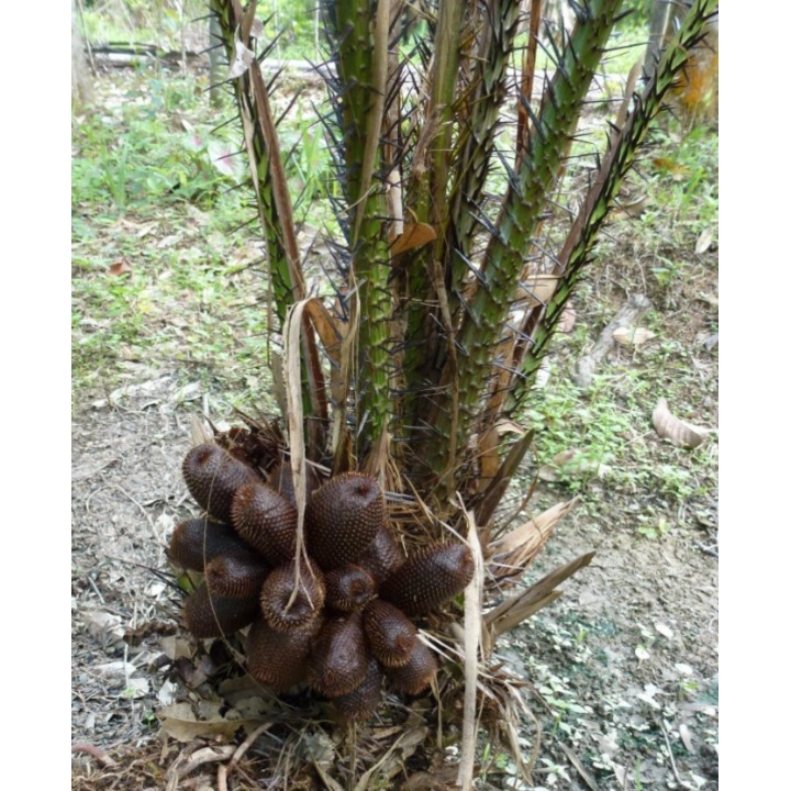 Exotic Snake Fruit Salak Seeds (Salacca edulis) - 7