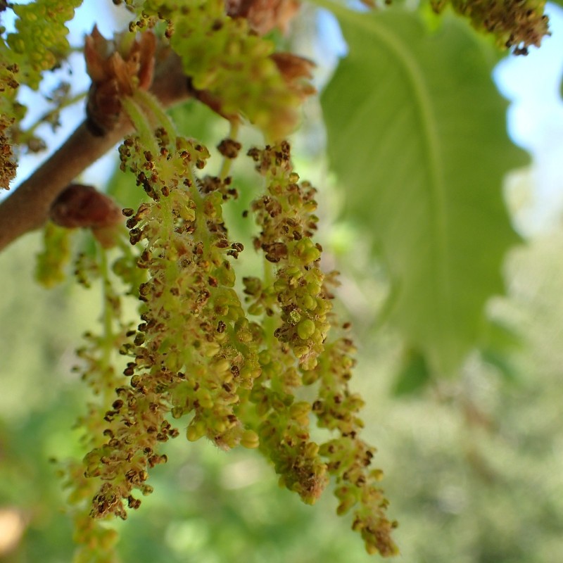 Price: €9.95 - Sementes de carvalho Aleppo (Quercus infectoria) - 