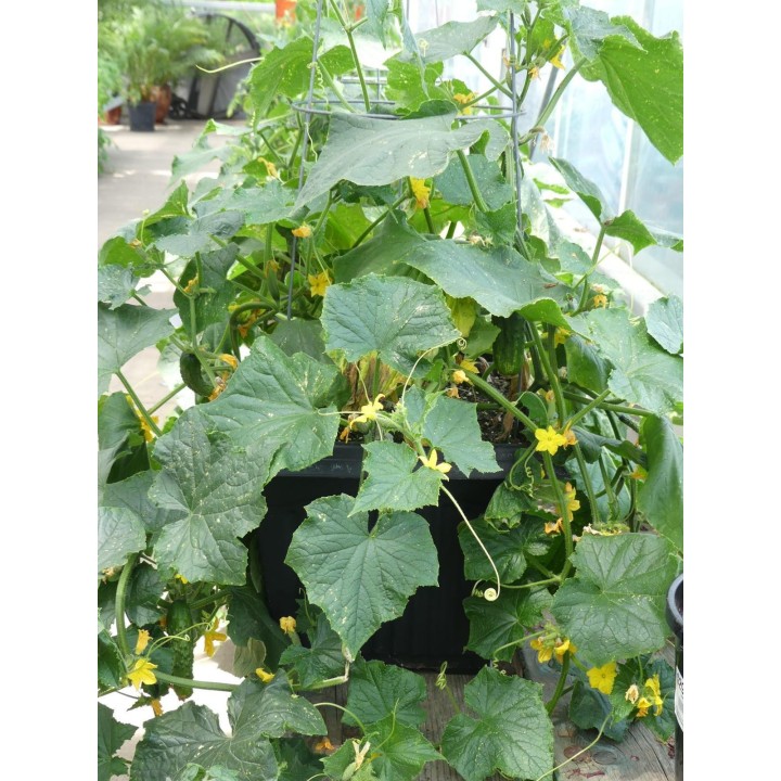Paris Comissom Cucumber 50 Seeds - 1.665