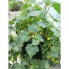 Price: €1.85 - Krastavac Pariski kornison 50 semena - 