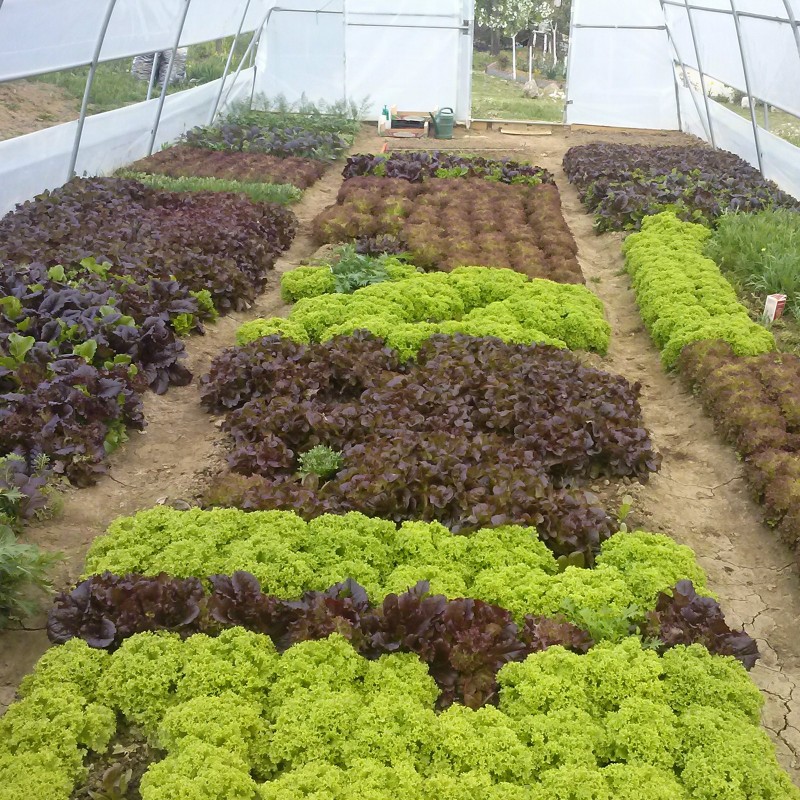 Price: €1.85 - Semillas de ensalada de invierno Kristalka - 