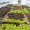 Price: €1.85 - Semillas de ensalada de invierno Kristalka - 