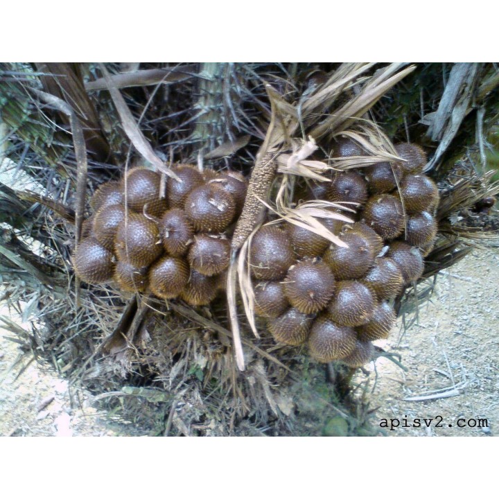 Exotic Snake Fruit Salak Seeds (Salacca edulis) - 7