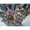 Price: €7 - Salakpalme - Schlangen frucht Samen Exotische Fruchte - 