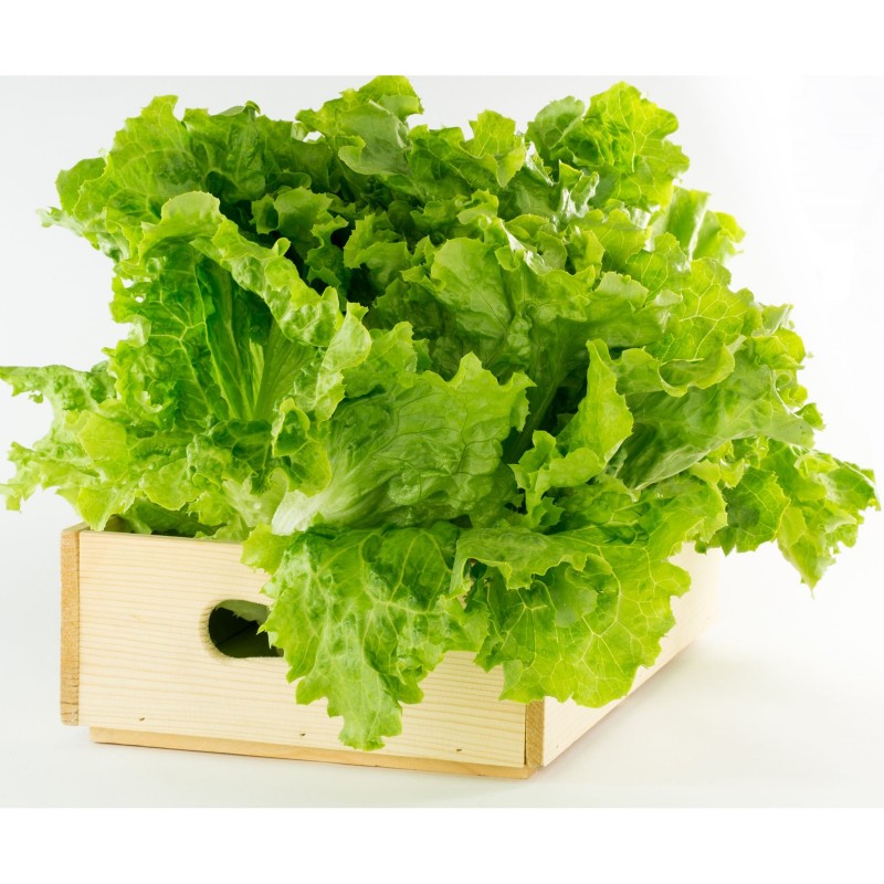 Price: €1.85 - Semillas de ensalada de invierno Kristalka - 