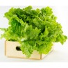 Price: €1.85 - Semillas de ensalada de invierno Kristalka - 