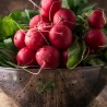 Graines Radis NON PLUS ULTRA | 1,75 €
