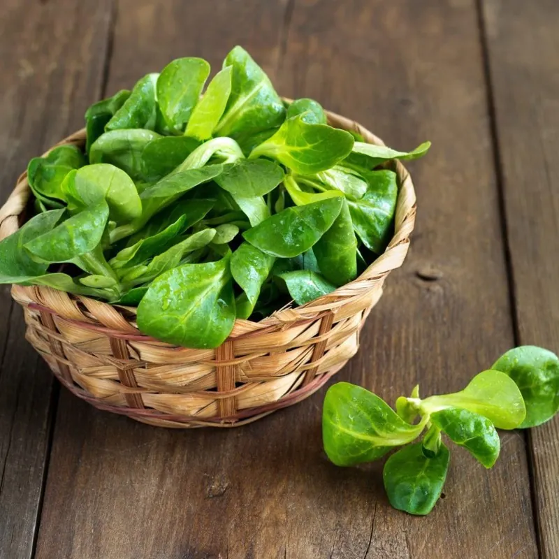Feldsalat Samen Holländischer breitblättriger