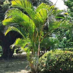 Seme Areca palma, Sobna...