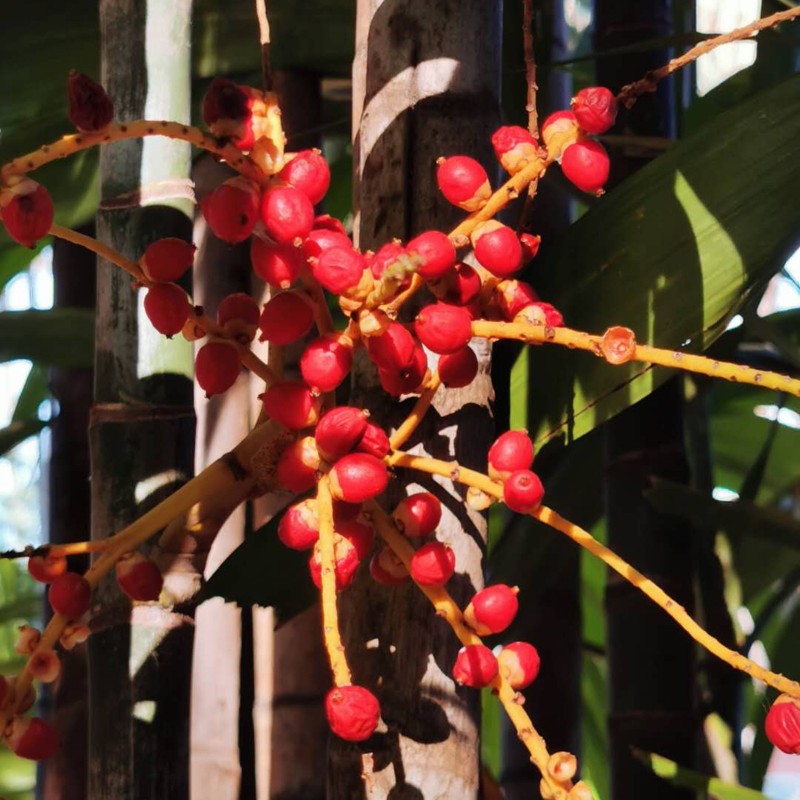 Graines de Palmiste multipliant (Dypsis lutescens) | 3,95 €