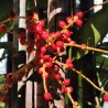 Graines de Palmiste multipliant (Dypsis lutescens) | 3,95 €
