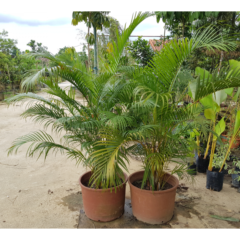 Seme Areca palma, Sobna palma (Dypsis lutescens) | 3,95 €
