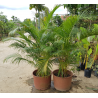 Graines de Palmiste multipliant (Dypsis lutescens) | 3,95 €