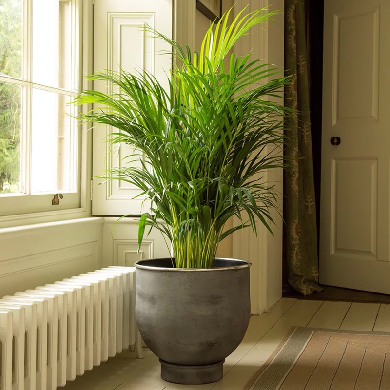 Seme Areca palma, Sobna palma (Dypsis lutescens) | 3,95 €
