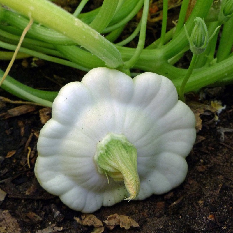 Price: €1.95 - Σπόροι Σκουός 'Patisson Blanc' φρούτων - 