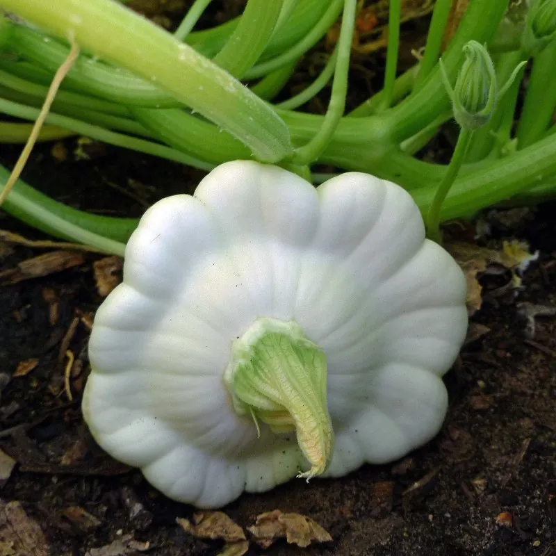 Weiße Patisson Samen (Cucurbita pepo 'Patisson Blanc')