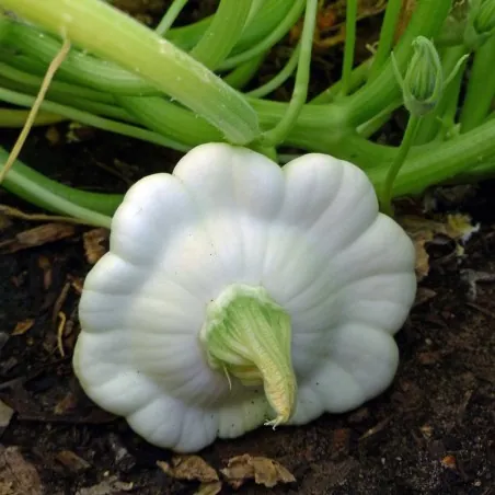 Graines de Courge Patisson Blanc