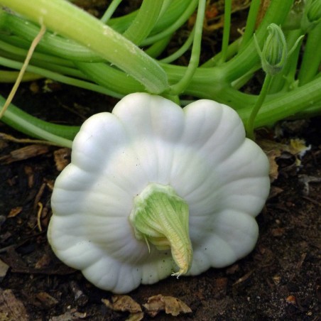 Price: €1.95 - Σπόροι Σκουός 'Patisson Blanc' φρούτων - 