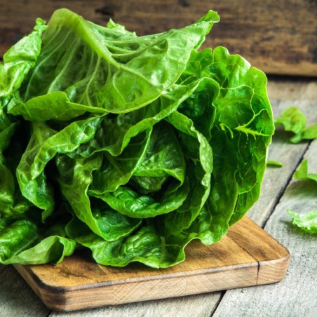 Price: €1.95 - Lettuce Seeds May Queen -