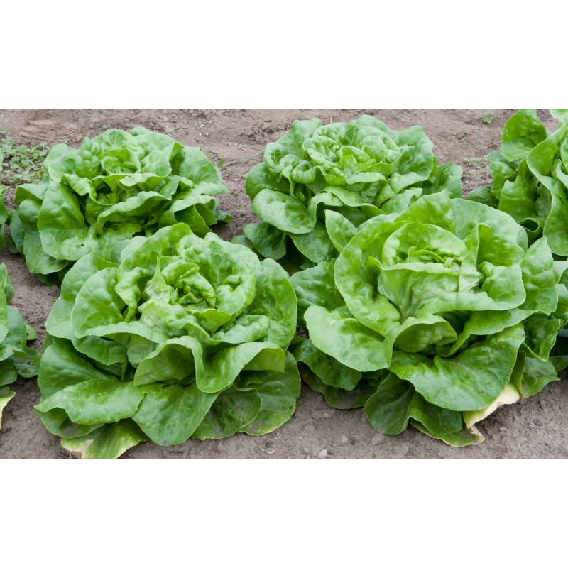Price: €1.95 - Lettuce Seeds May Queen - 