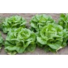 Price: €1.95 - Lettuce Seeds May Queen - 