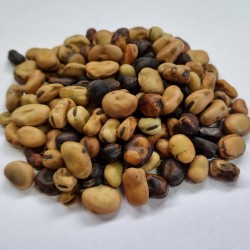 Price: €1.45 - Graines de Fava Sweet Lorane (Vicia faba) - 