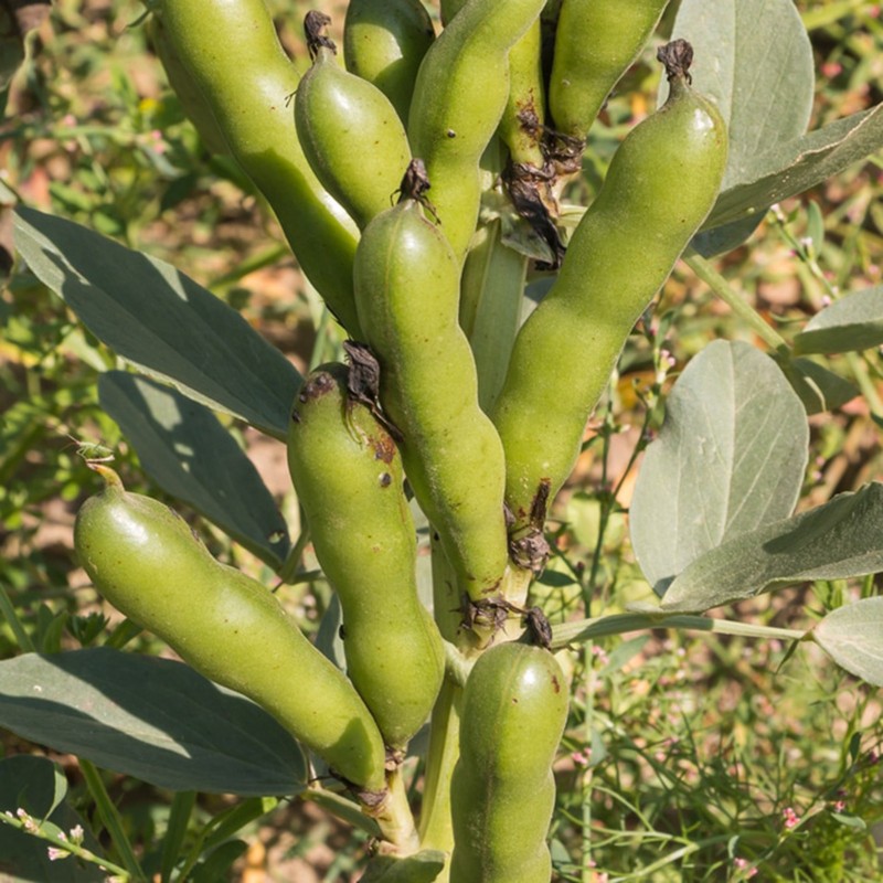 Sweet Lorane fava - bob seme (Vicia faba) | 1,45 €